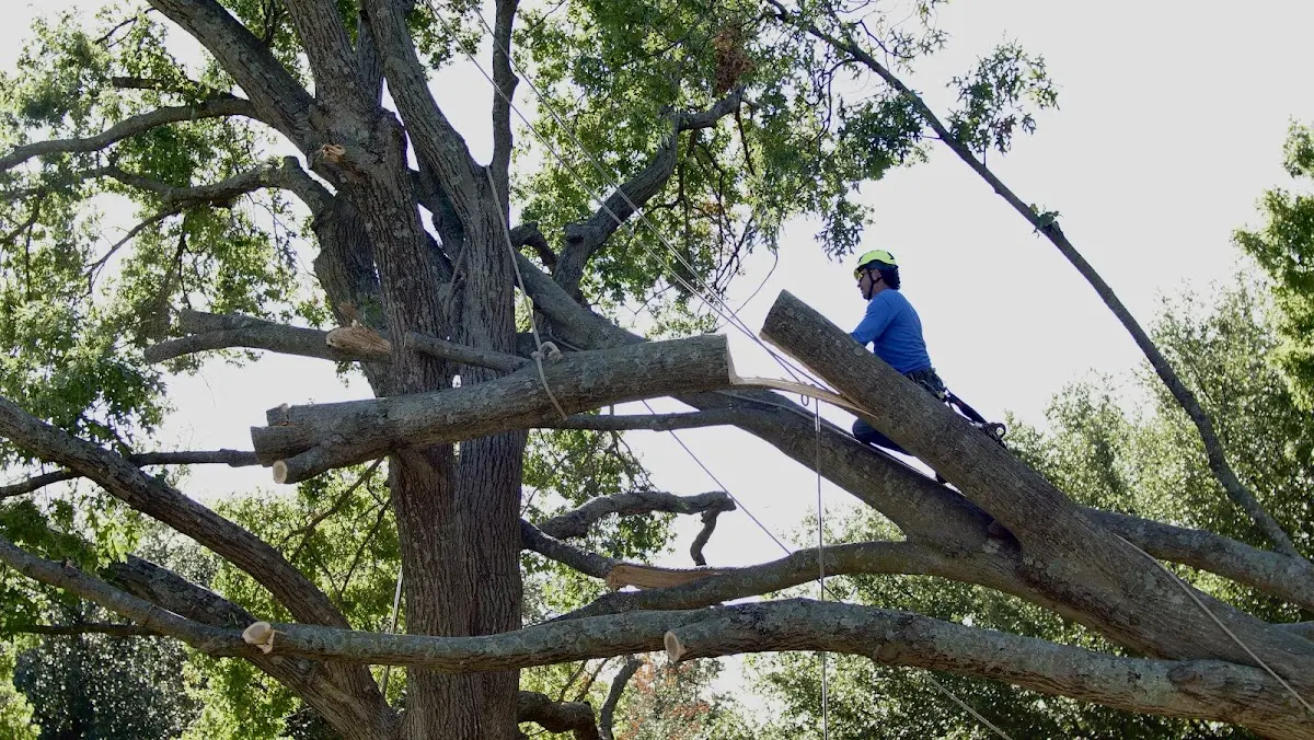 Professional Crown Thinning performed by certified arborists in Kemblesville