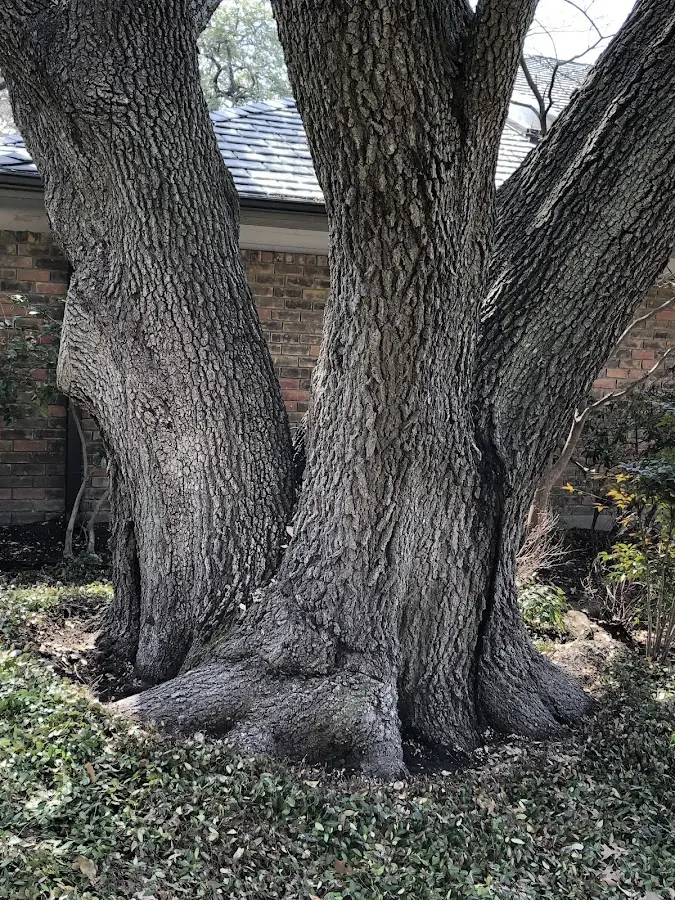 Mature heritage tree close to a Kemblesville property cared for by certified arborists